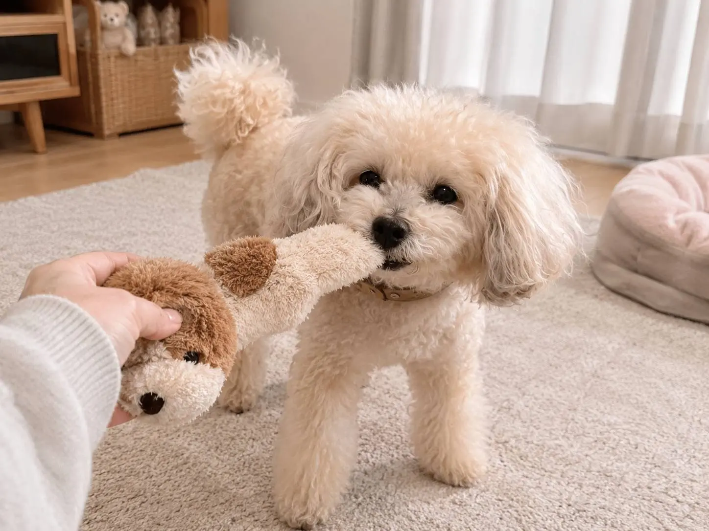 ぬいぐるみを引っ張って遊ぶ犬の画像