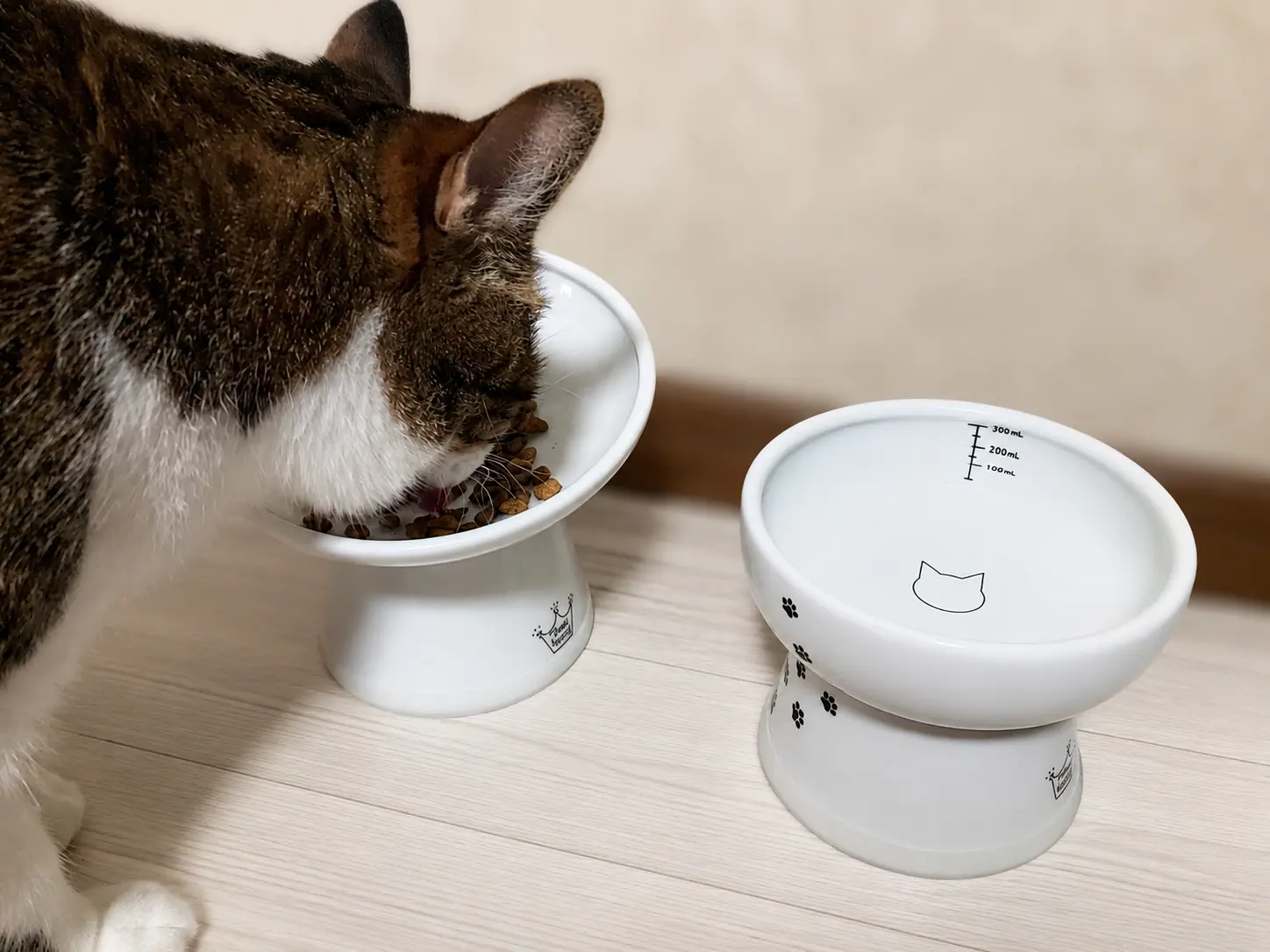ごはんを食べる猫の画像